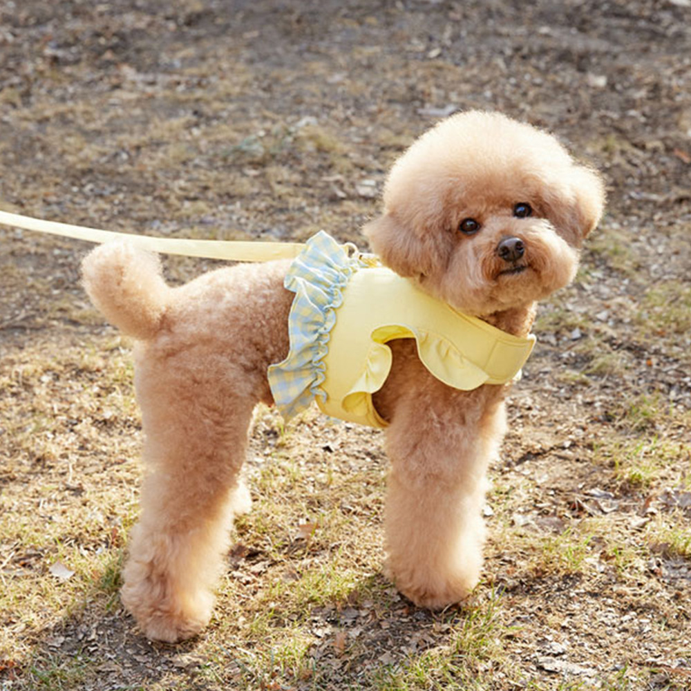 Harnais pour chien avec laisse - Lace Teddy Lingerie avis et prix